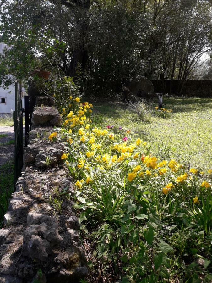 House In The Olive Garden Διαμέρισμα Άγιος Ιωάννης Εξωτερικό φωτογραφία